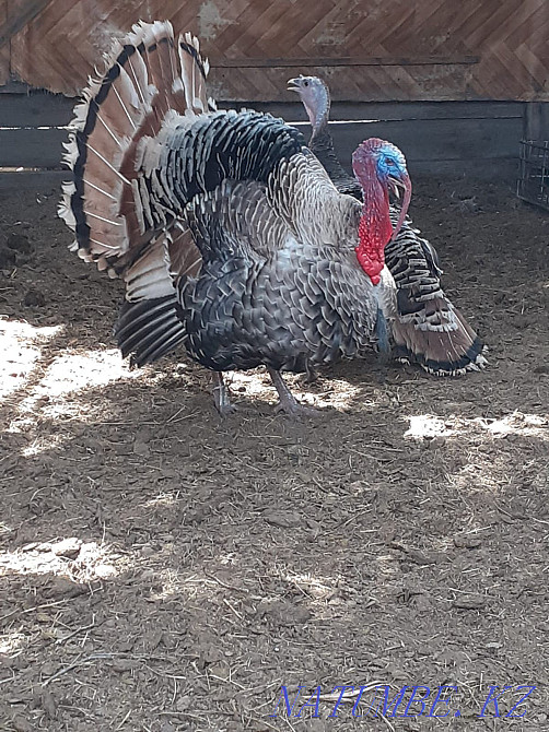 I will sell Turkeys, Roosters, Ducks Semey - photo 2