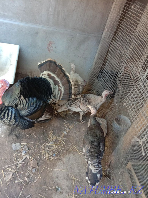 Turkey. Shymkent - photo 2