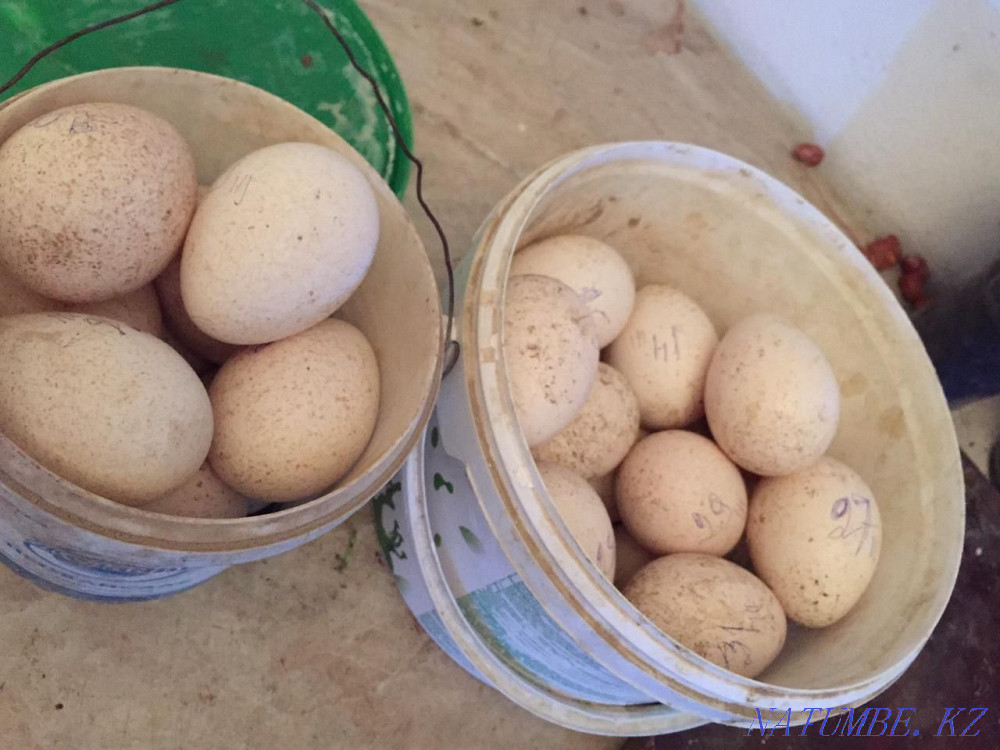 Индюк жумыртка сатылымда Кызылорда - изображение 1