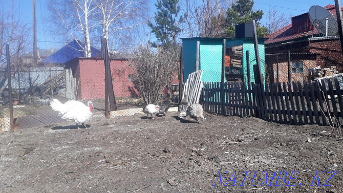 Sell domestic turkeys Ust-Kamenogorsk - photo 3