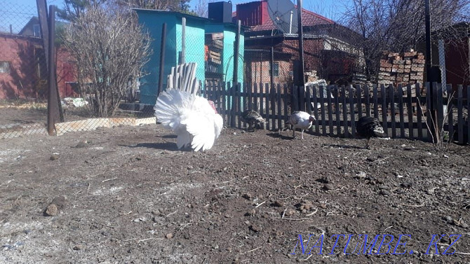 Sell domestic turkeys Ust-Kamenogorsk - photo 4