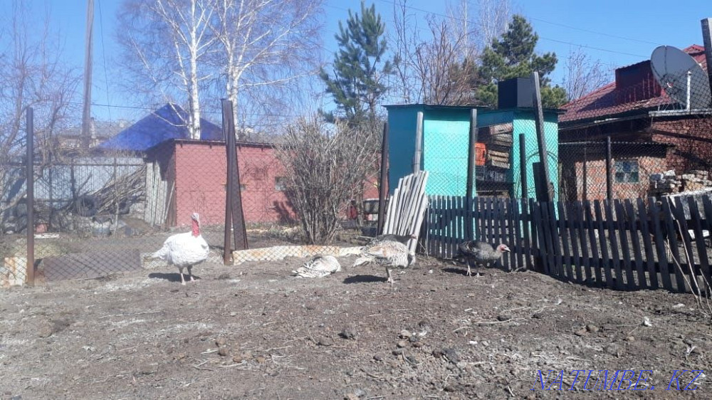 Продам домашних индюков Усть-Каменогорск - изображение 2