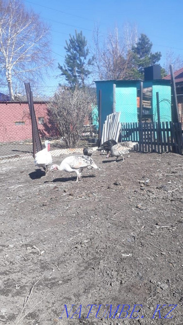 Продам домашних индюков Усть-Каменогорск - изображение 1