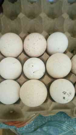 продам яйца индейки ( индюшинные ) от домашних индюков.  Есик 