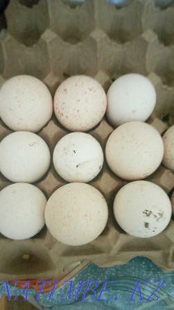 продам яйца индейки ( индюшинные ) от домашних индюков. Есик - изображение 1
