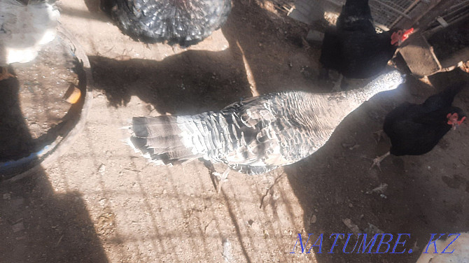 Selling a family of turkeys. Four pieces. One male and three females. Year Atyrau - photo 3