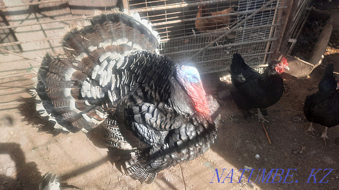 Selling a family of turkeys. Four pieces. One male and three females. Year Atyrau - photo 1