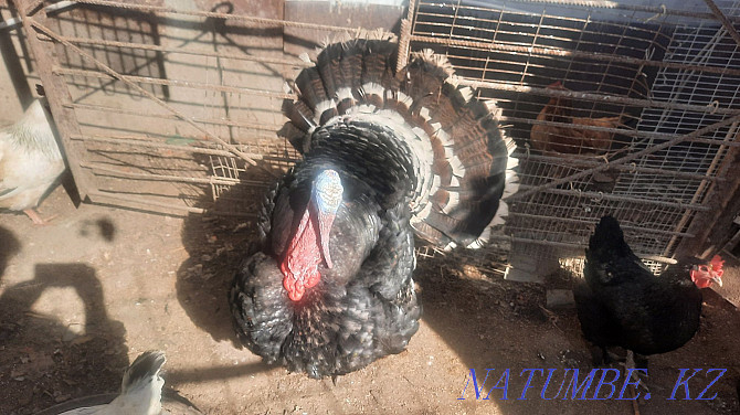 Selling a family of turkeys. Four pieces. One male and three females. Year Atyrau - photo 2