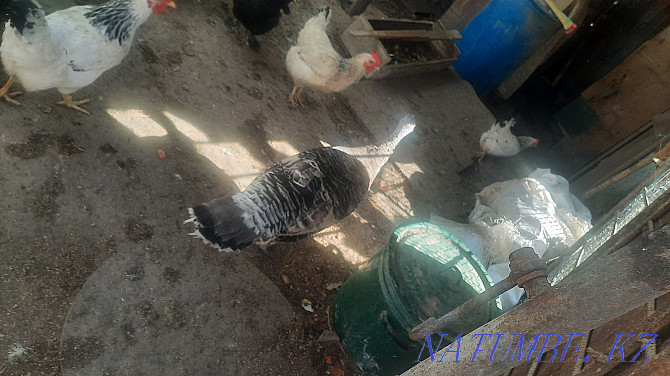 Selling a family of turkeys. Four pieces. One male and three females. Year Atyrau - photo 4