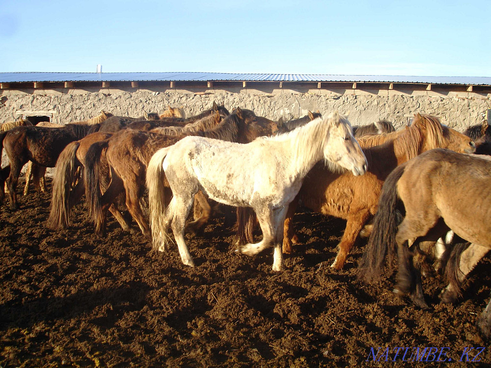 Zhylky Horses Taylar Bieler Zhezqazghan - photo 1