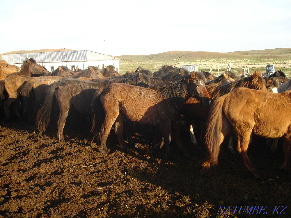 Zhylky Horses Taylar Bieler Zhezqazghan - photo 2