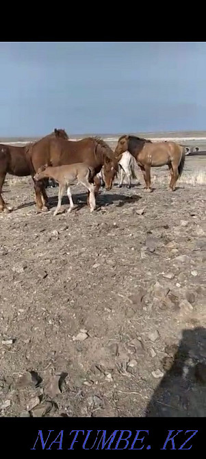 Zhylky satylady! Horses for sale! Balqash - photo 3
