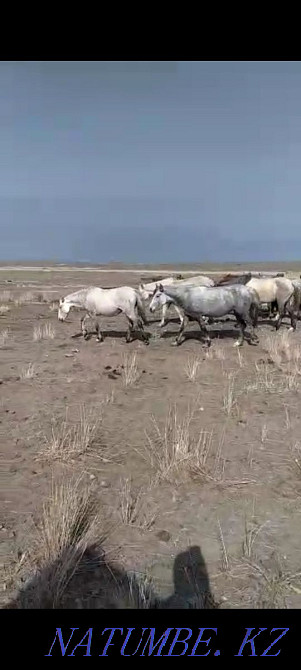 Zhylky satylady! Horses for sale! Balqash - photo 2