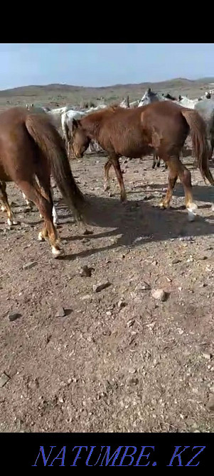 Zhylky satylady! Horses for sale! Balqash - photo 4