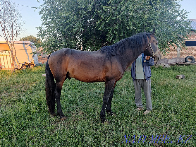 Ai?yr, stallion, horses. Almaty - photo 8