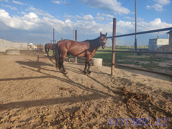 Ai?yr, stallion, horses. Almaty - photo 3