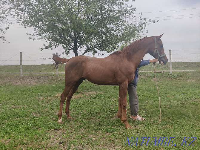 Ai?yr, stallion, horses. Almaty - photo 6