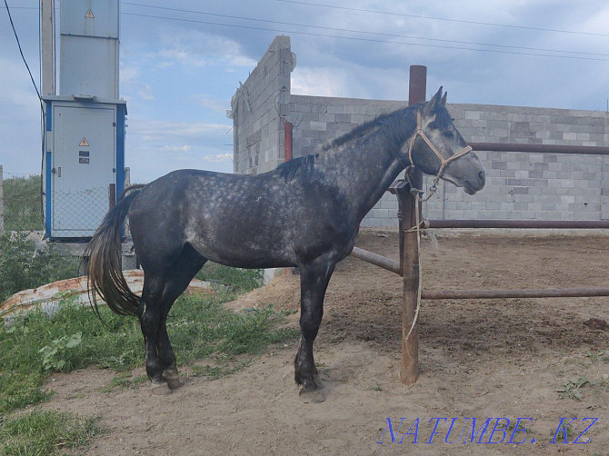 Ай?ыр, жеребец, лошади. Алматы - изображение 1