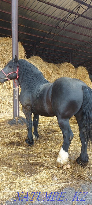 Ай?ыр, жеребец, лошади. Алматы - изображение 7