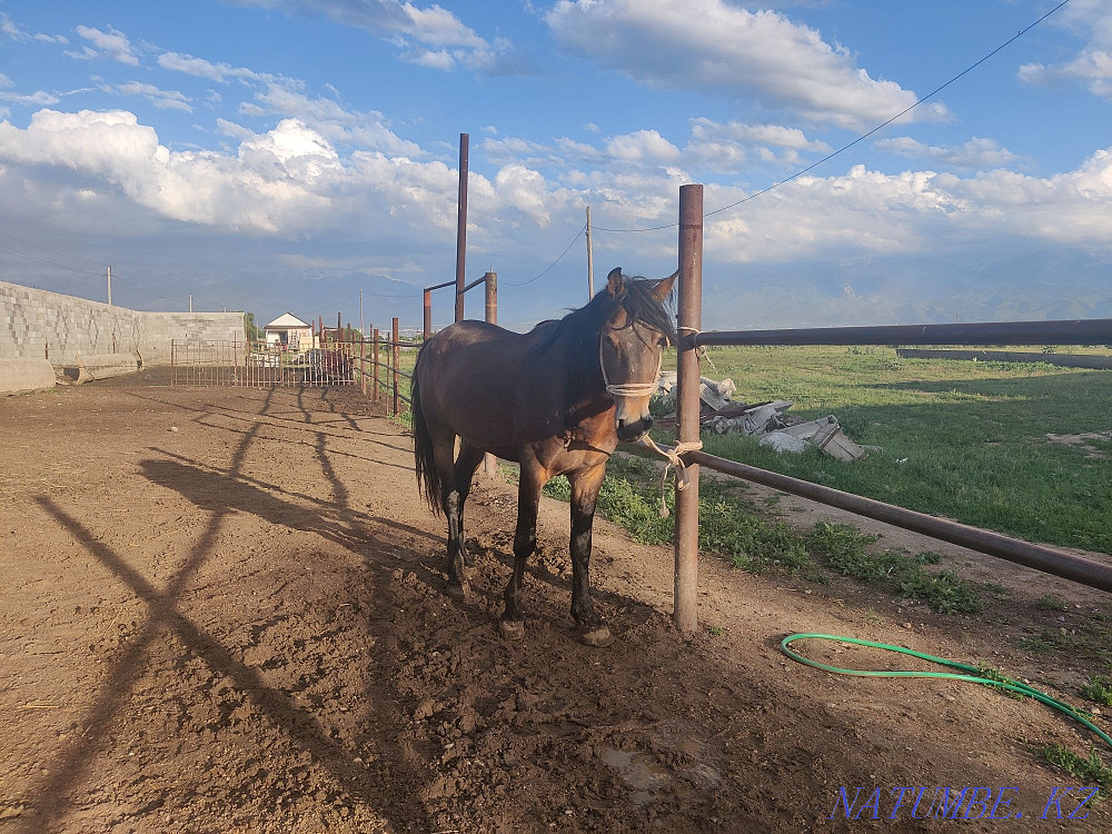 Ай?ыр, жеребец, лошади. Алматы - изображение 5