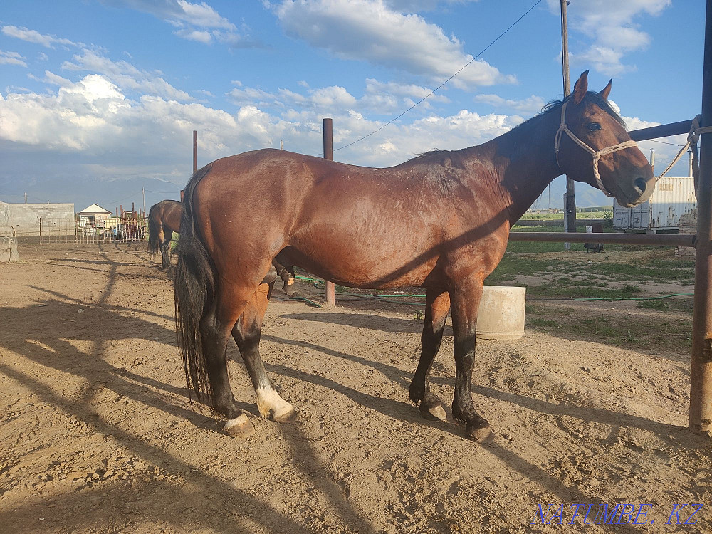 Ай?ыр, жеребец, лошади. Алматы - изображение 4