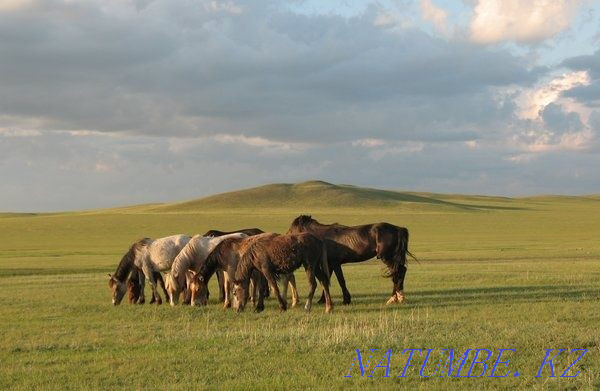 Продаются лошади Кокшетау - изображение 1