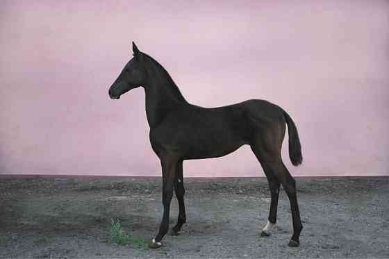 Продаются лошади Karagandy