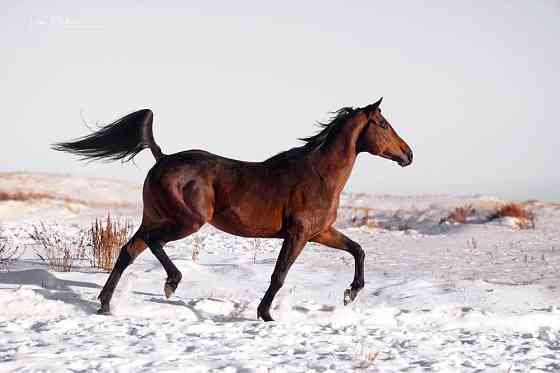 Продаются лошади  Қарағанды