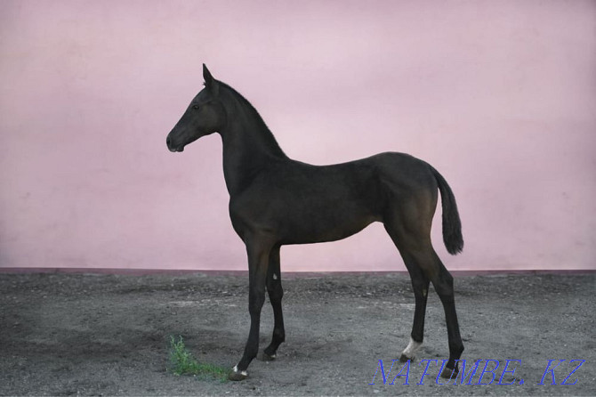 Продаются лошади Караганда - изображение 4