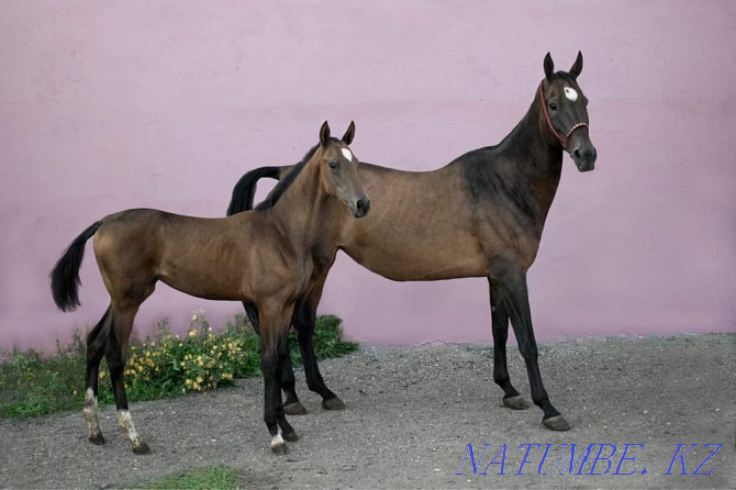 Продаются лошади Караганда - изображение 7