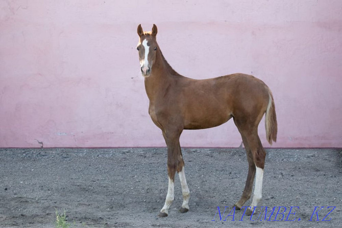 Продаются лошади Караганда - изображение 5