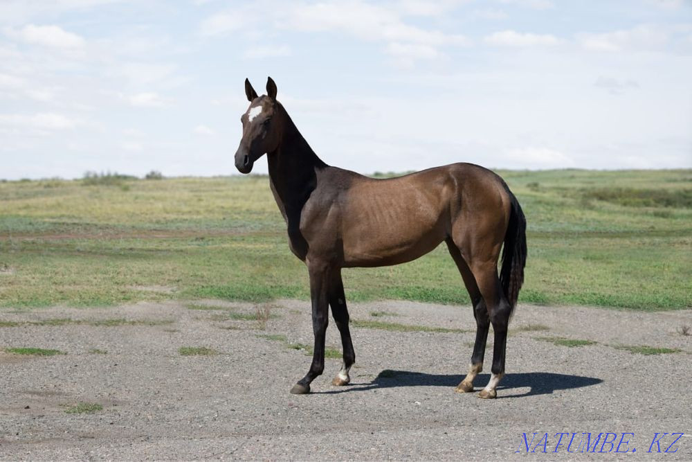 сатылатын жылқылар  Қарағанды - изображение 1