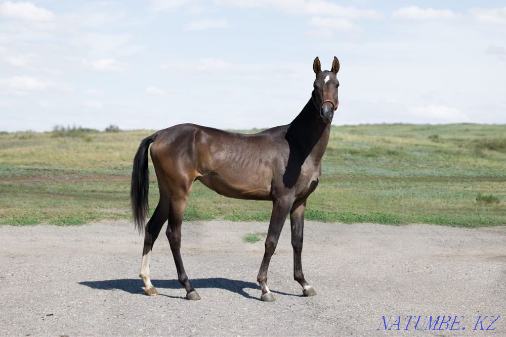 сатылатын жылқылар  Қарағанды - изображение 3