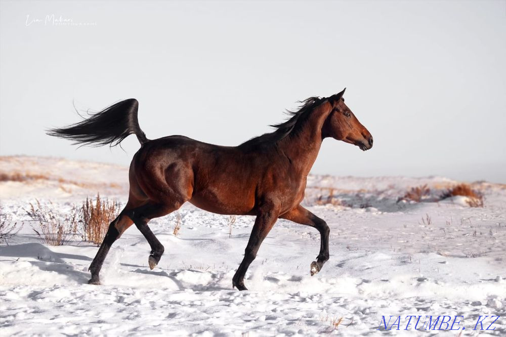 сатылатын жылқылар  Қарағанды - изображение 2