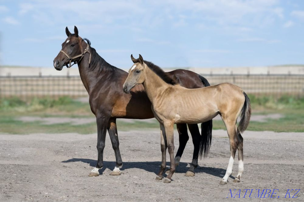 сатылатын жылқылар  Қарағанды - изображение 8