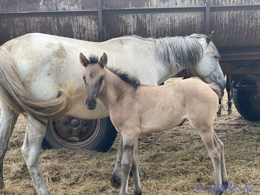 horses for sale  - photo 2