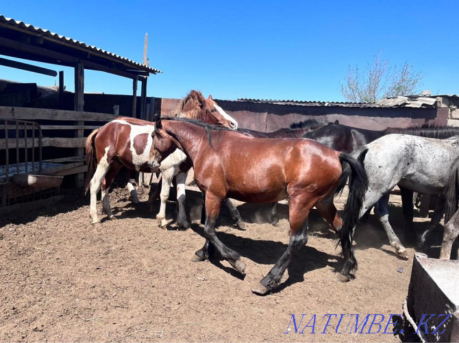 Horses 2 years old. (horses) Pavlodar - photo 1