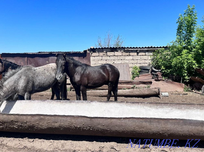 Horses 2 years old. (horses) Pavlodar - photo 4