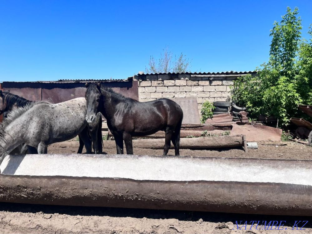 Horses 2 years old. (horses) Pavlodar - photo 4