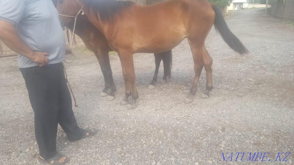 Продаются лошади. Актау - изображение 4