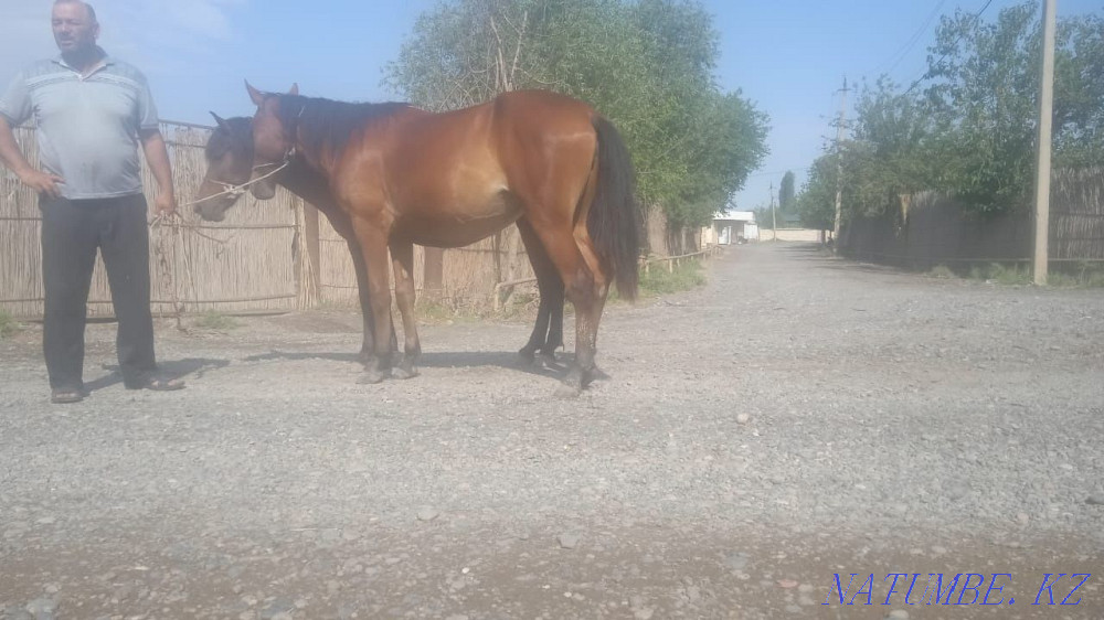 Продаются лошади. Актау - изображение 6