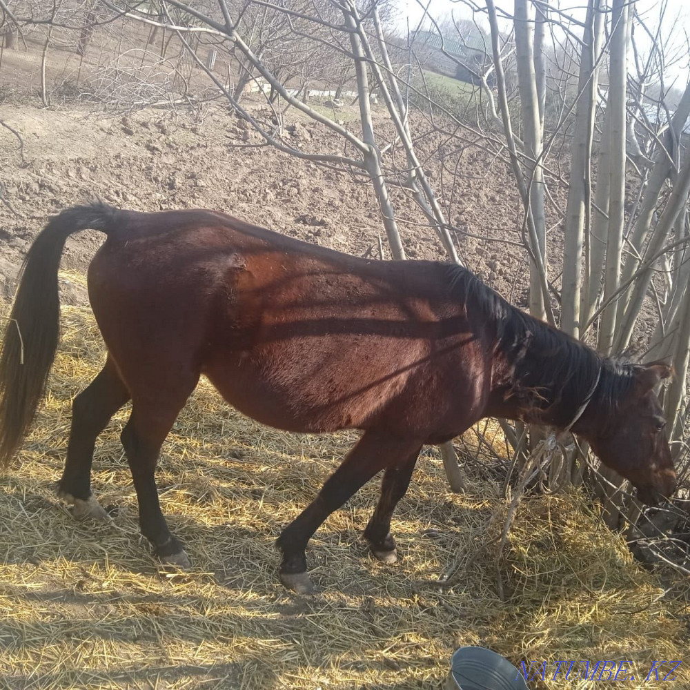 Продаются лошади. Актау - изображение 2