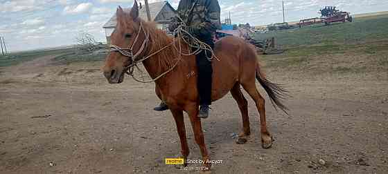 Кобыла бие обученная лошадь Kostanay