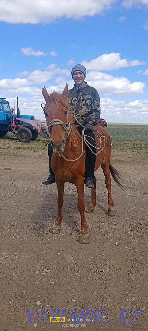 Бие ара үйреткен жылқы  Қостанай  - изображение 2