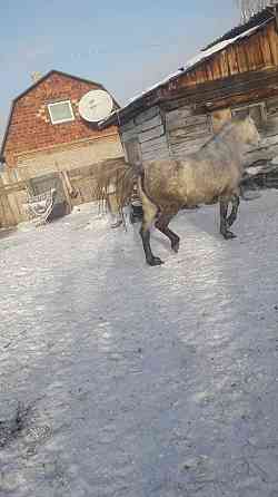 Лошади продам лох Павлодар