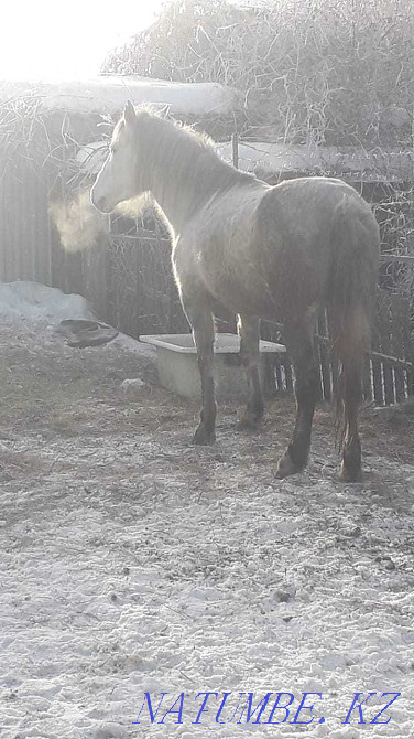 Лошади продам лох Павлодар - изображение 4