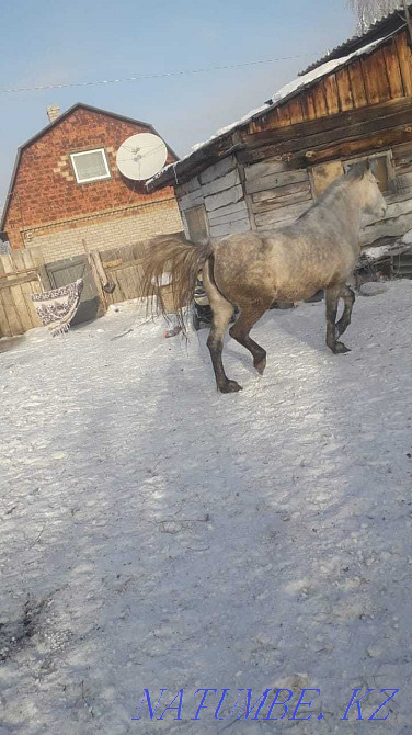 Лошади продам лох Павлодар - изображение 3