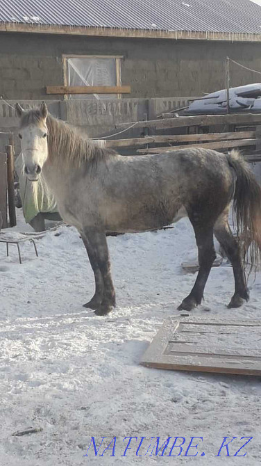 Лошади продам лох Павлодар - изображение 2