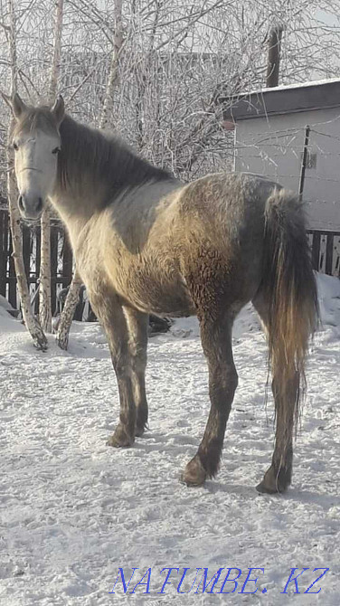 Лошади продам лох Павлодар - изображение 1