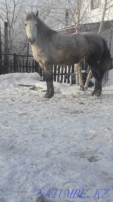 Лошади продам лох Павлодар - изображение 5